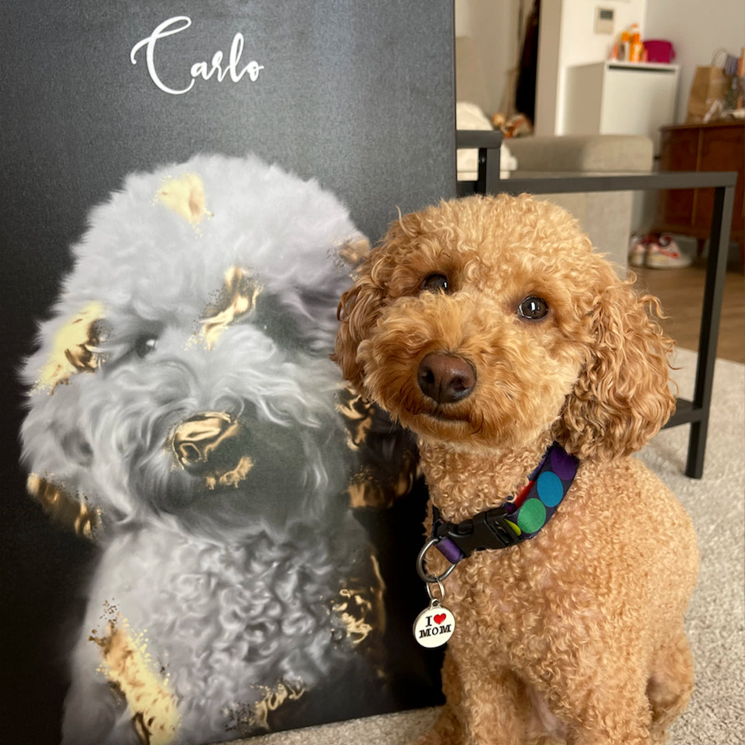 Gold Touch PetCasso - Celestial Couture