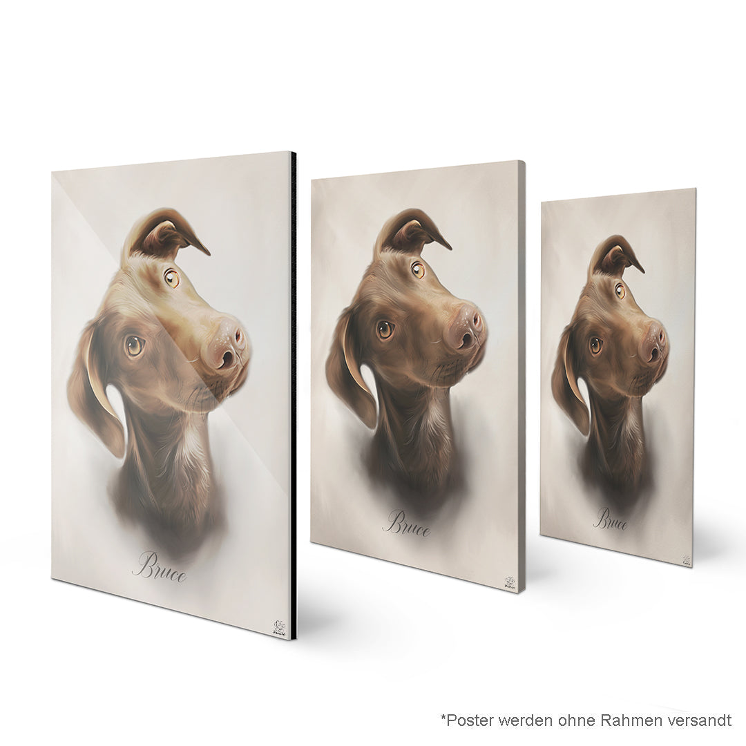 Oil PetCasso - Celestial Couture